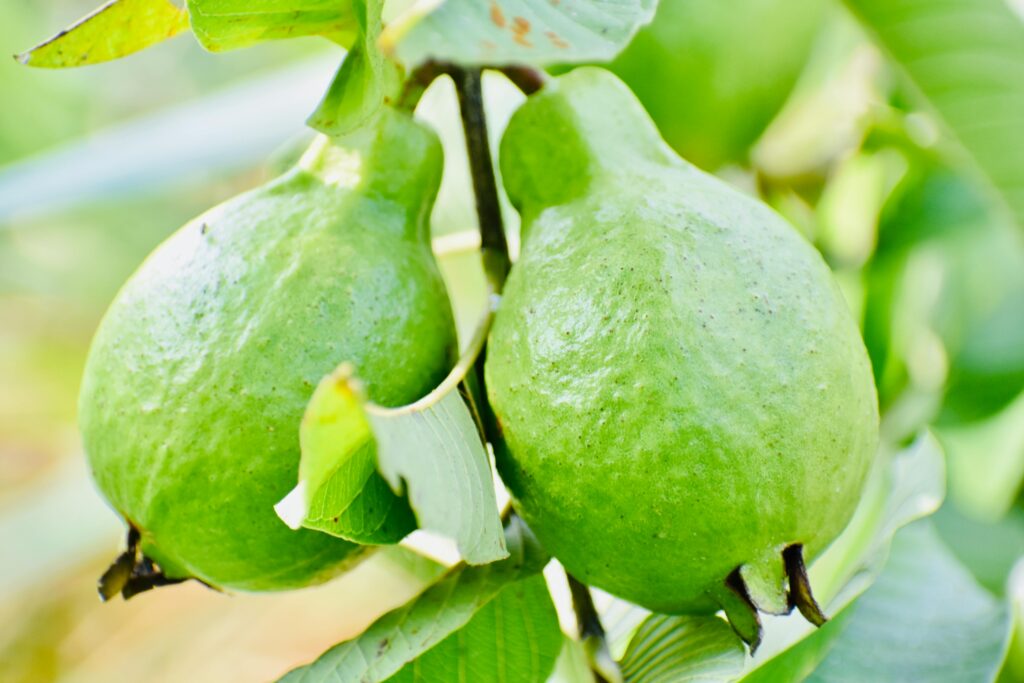 Two fresh green guavas hanging from a tree branch with lush foliage.