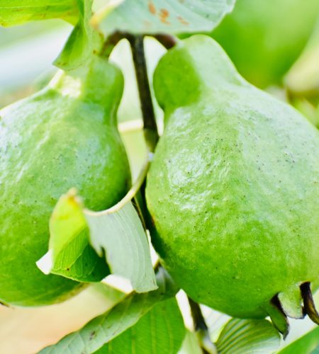 Two fresh green guavas hanging from a tree branch with lush foliage.