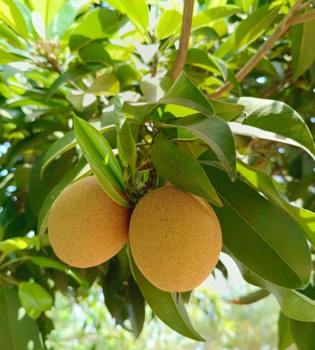 Vibrant close-up of ripe sapodilla fruits hanging on a tree, showcasing freshness and natural beauty.